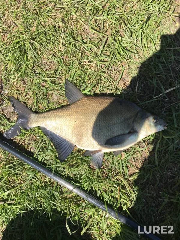 Crucian carp — Varnavinskoye, Aug 27, 2023