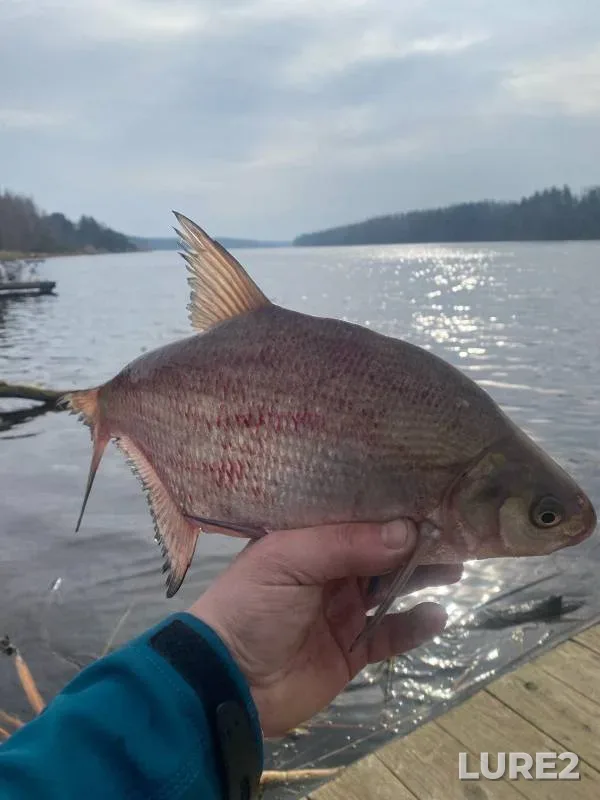 Bream — Grodnenskoye, Mar 03, 2024