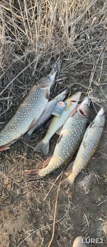 Rainbow trout — Respublika Adygeya, Teuchezhskiy rayon, Oct 14, 2021