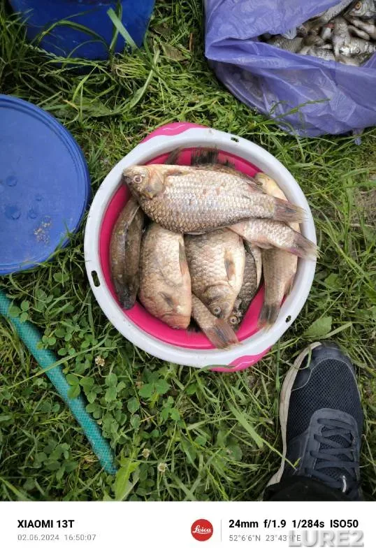 Carp — Stavropolskiy kray, May 25, 2021