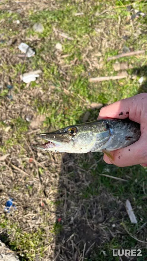 Bream — Mukhavets, Jun 16, 2024