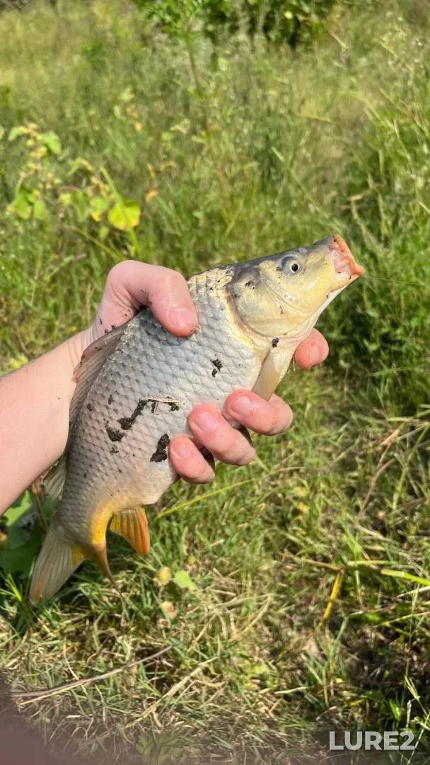 Bream, White bream — Bolshiye Soi, Jun 08, 2024