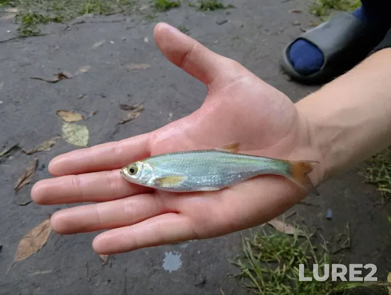 Crucian carp, Perch — Varnavinskoye, Mar 30, 2021
