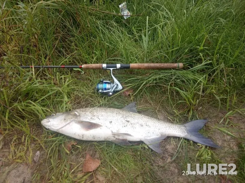 Bream — Kuban, Jun 07, 2021
