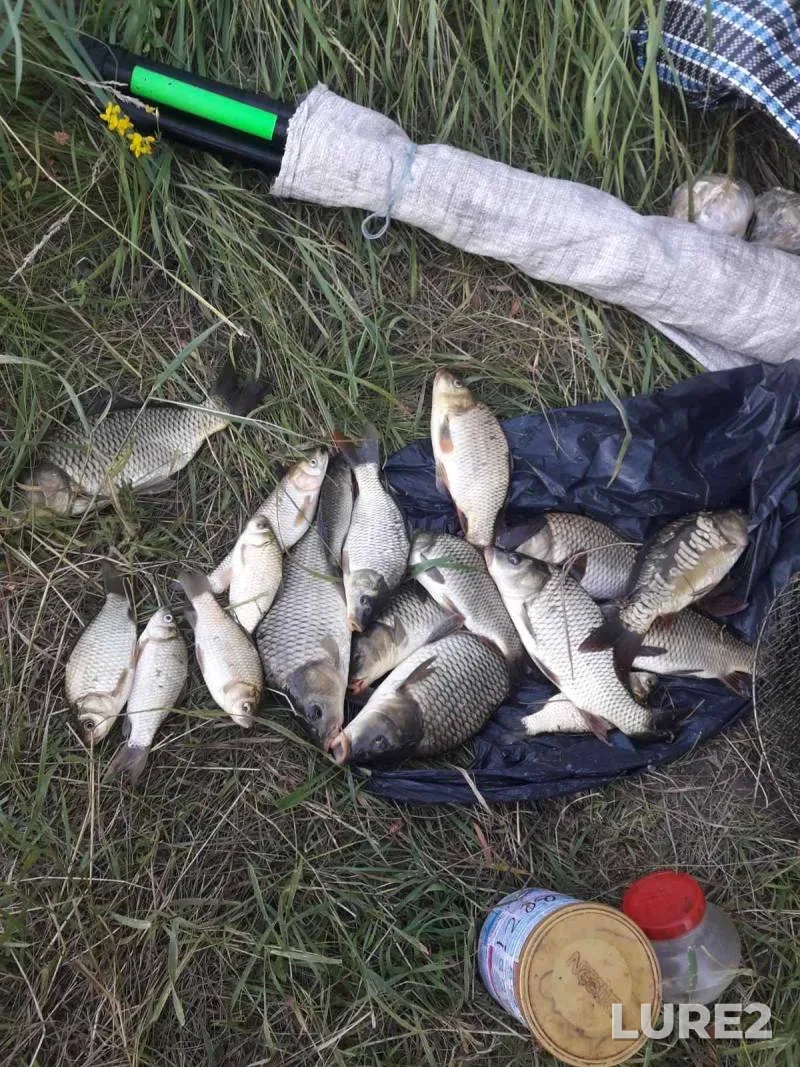 Carp, Crucian carp — Sumska oblast, Jul 07, 2022, 11:00 AM