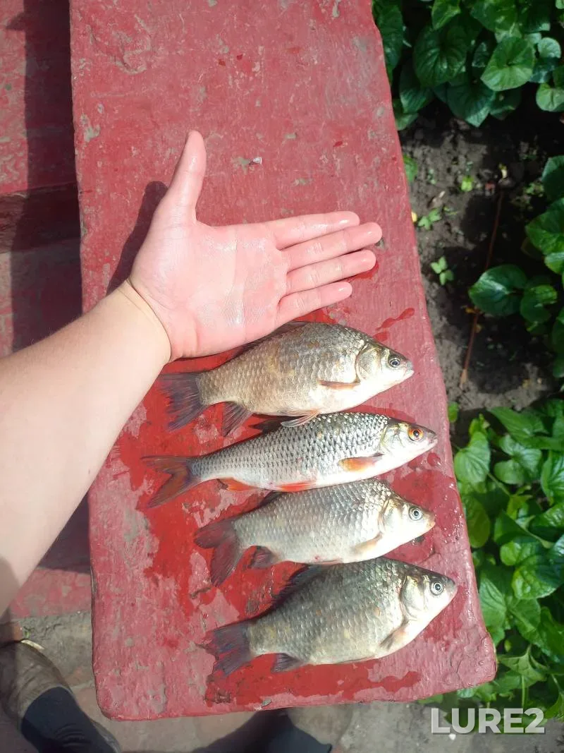 Crucian carp, Roach — Sumska oblast, May 24, 2025, 2:35 PM