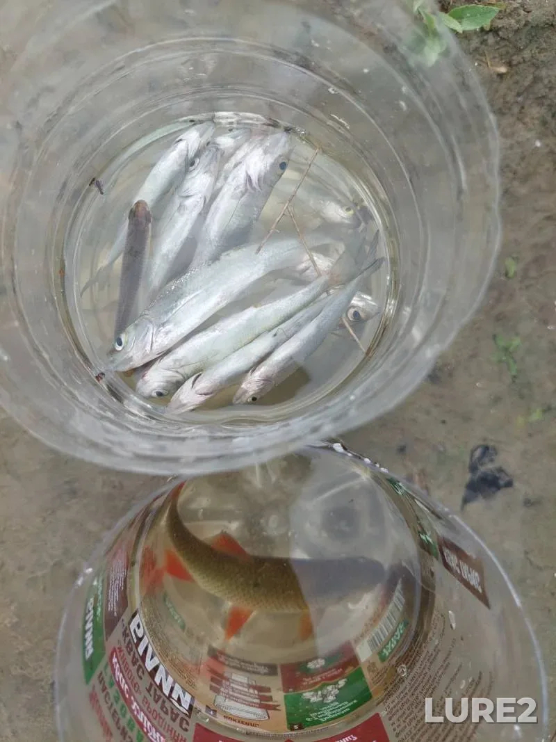 Carp — iskusstvennoye ozero Kuderka, Jun 19, 2023