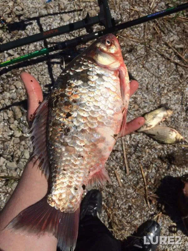 Crucian carp — Dnіpropetrovska oblast, Apr 27, 2017