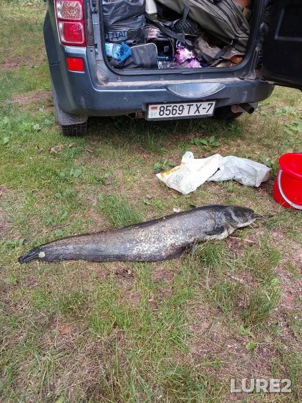 Wels catfish — Udranskoye, Jun 13, 2024