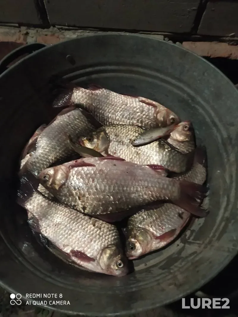 Bream, Roach — Vileyskoye, Feb 24, 2024