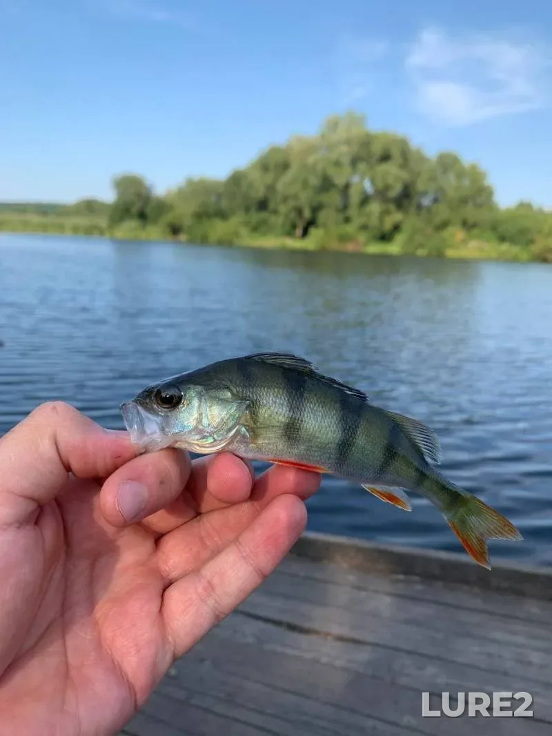 Perch, Roach — Losvido, Mar 18, 2023