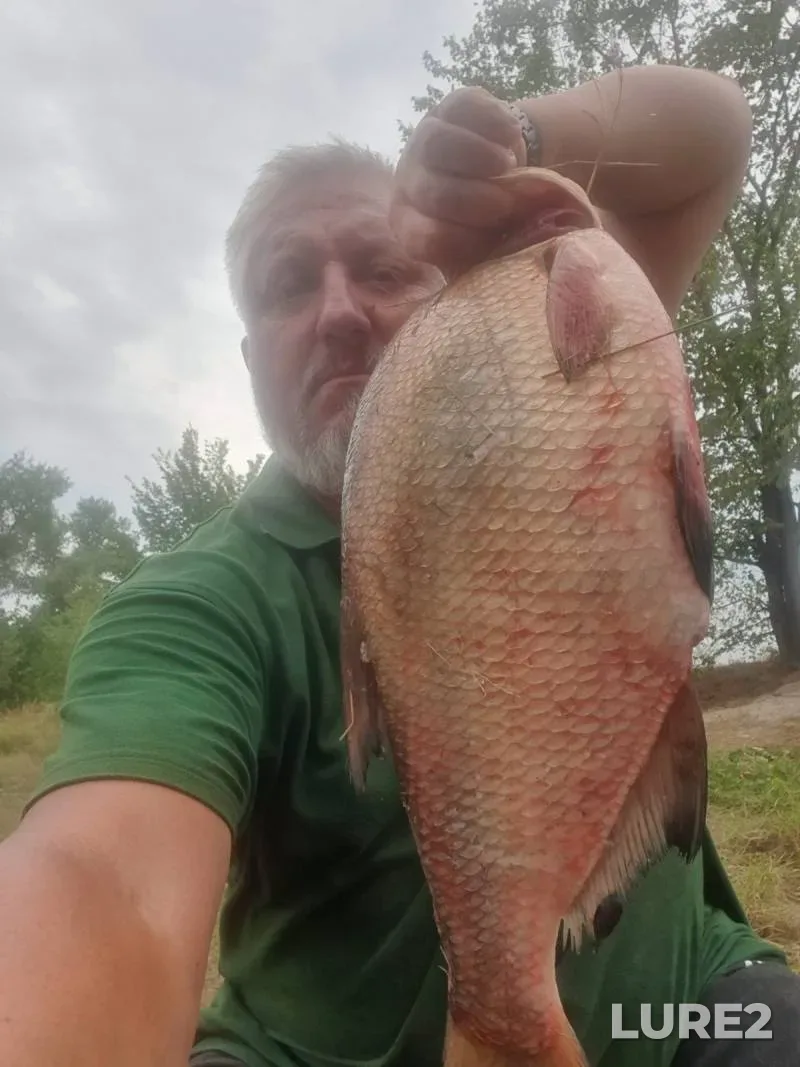 White bream — Drut, Jun 10, 2024