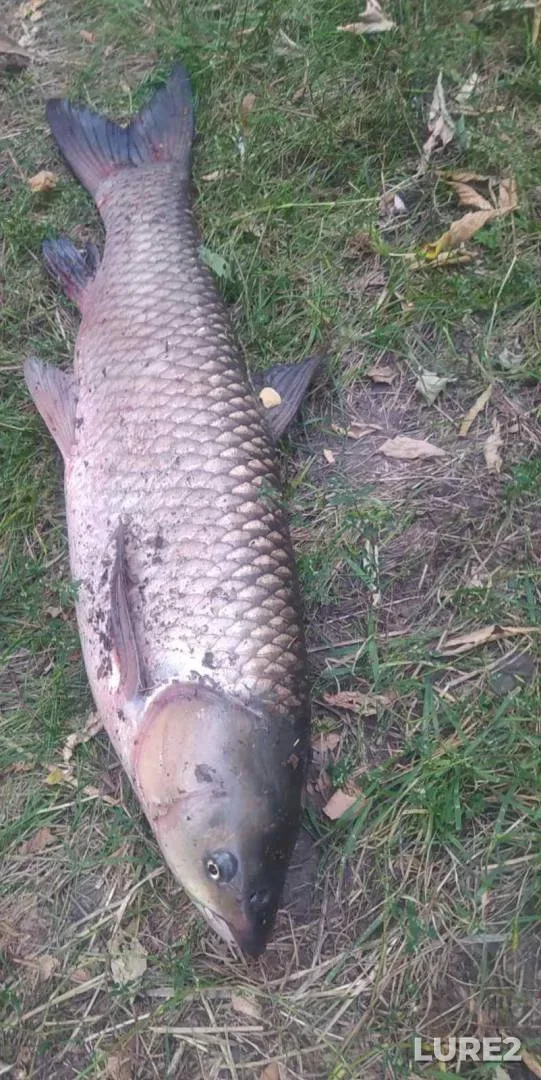 Bream, Roach — Svir, Feb 25, 2024