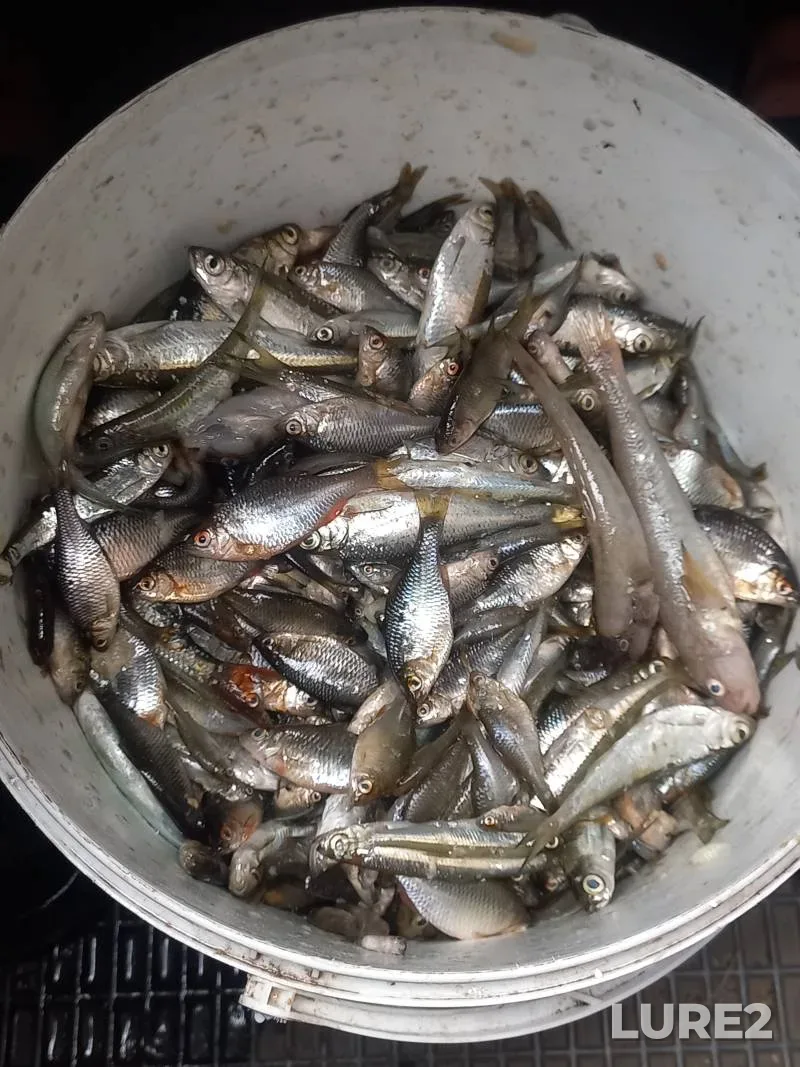 Bleak, Roach — Usyazha, Apr 13, 2024
