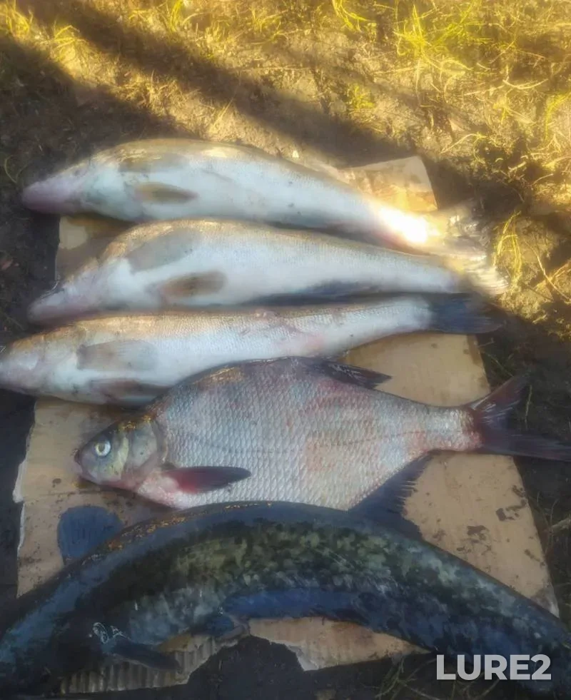 Bream, Roach — Tsnyanskoye, May 07, 2024