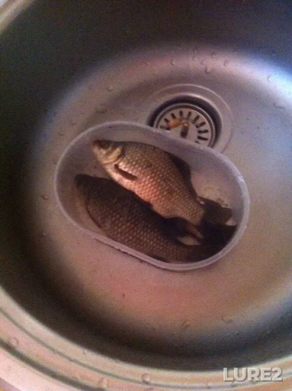 Crucian carp — Saksagan, Apr 20, 2017