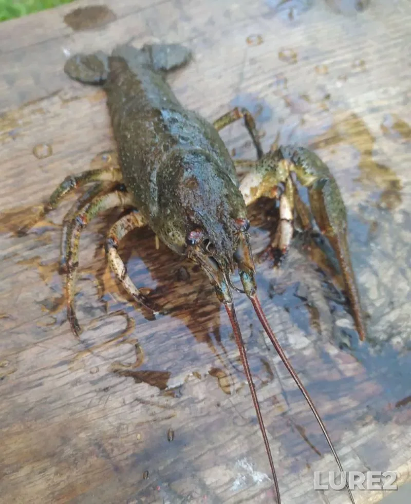 Carp, Pike — Chetuk, Mar 26, 2021