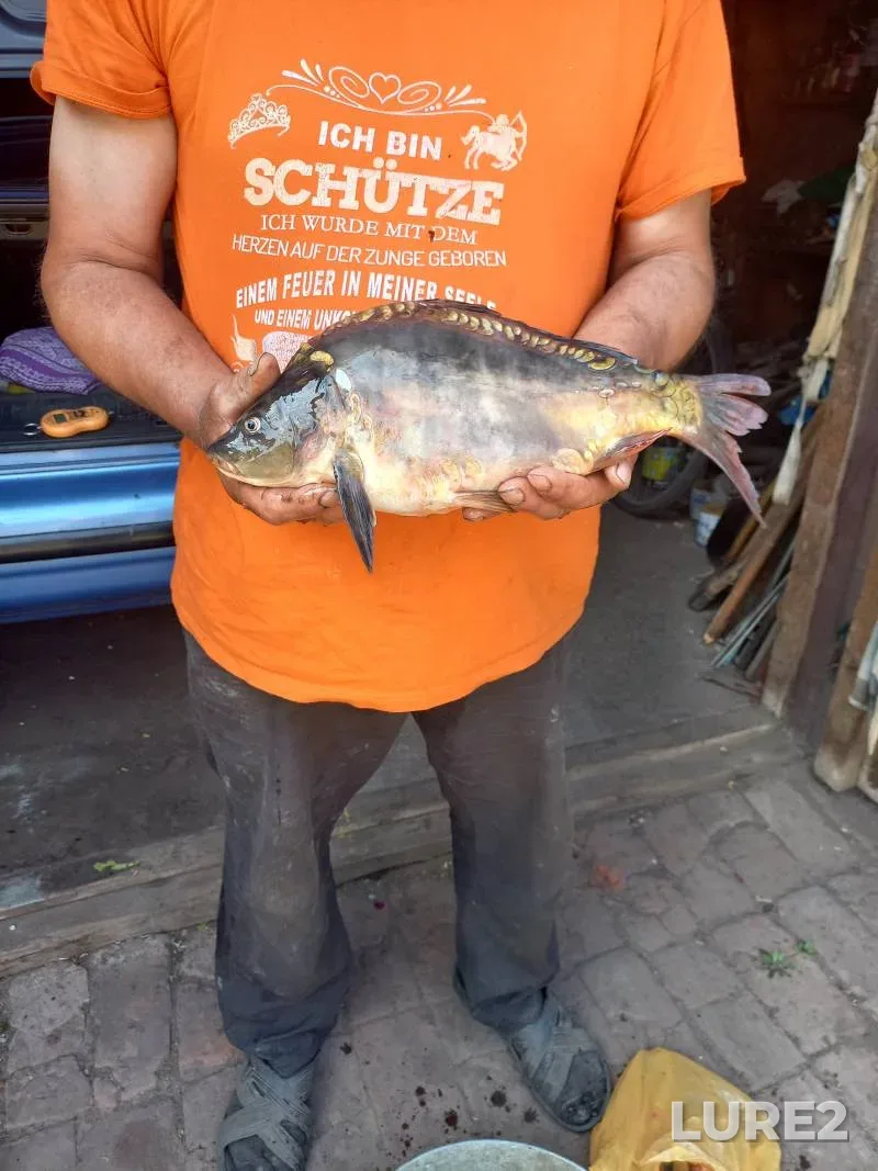 Carp — Sumska oblast, Jun 05, 2024, 4:00 PM