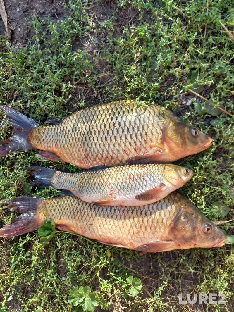 Bream, Pike — Vetchenskoye, Jan 14, 2024