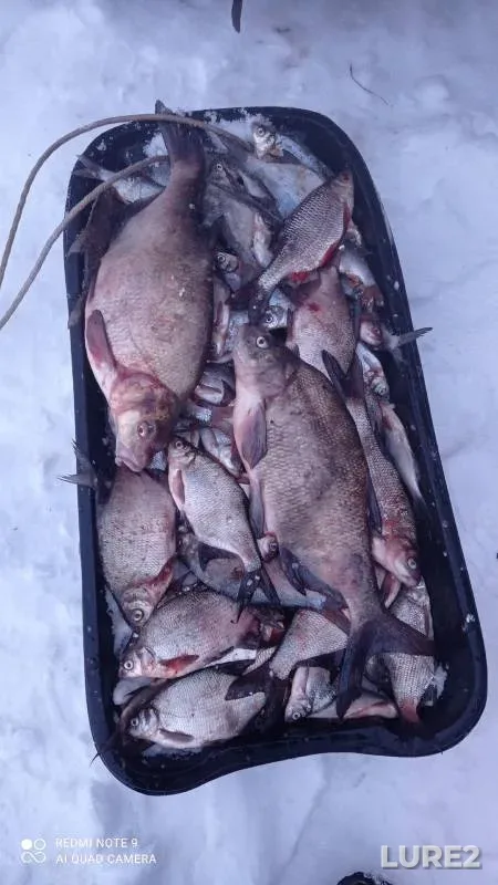 Bream, Rudd — Vileyskoye, Jan 23, 2024