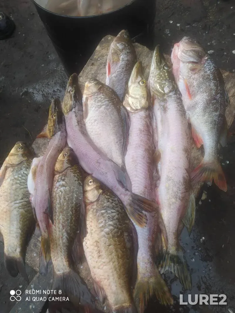 Crucian carp, Perch — Sumska oblast, Mar 23, 2023, 10:56 AM