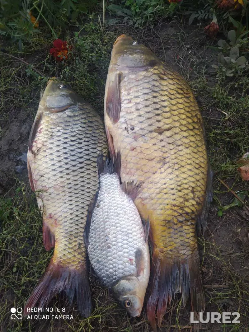 Carp, Crucian carp — Sumska oblast, Oct 04, 2023, 6:30 PM