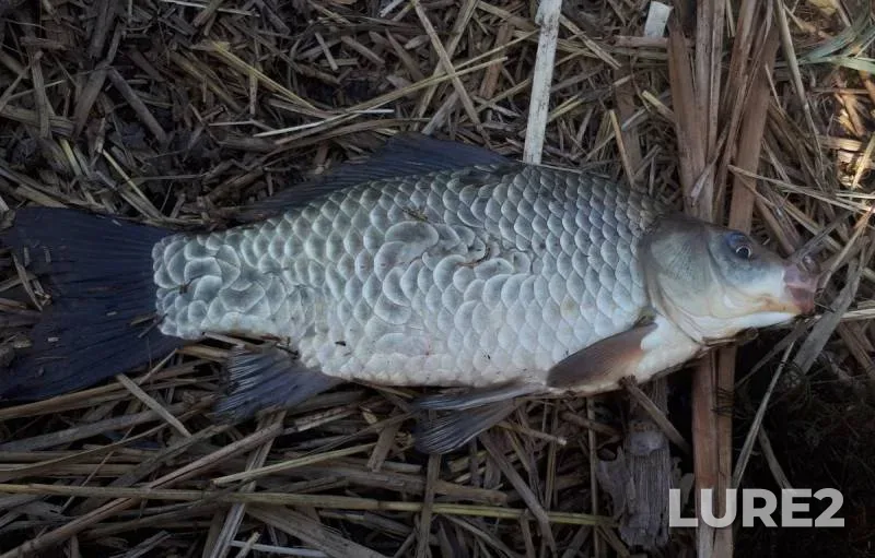 Carp — Ingul, Sep 16, 2025, 9:03 PM