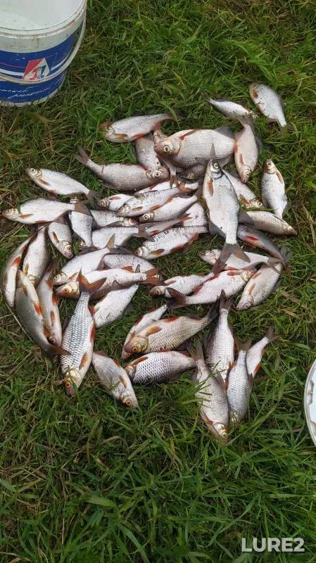 Roach, White bream — Berezina, Jun 09, 2024