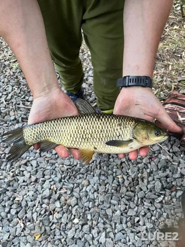 Grass carp — Galernaya zatoka, Sep 07, 2025, 10:56 PM