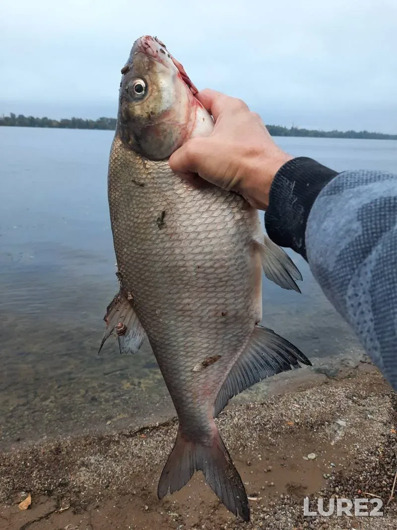 Bream — Dnepr, Oct 07, 2024, 12:32 PM