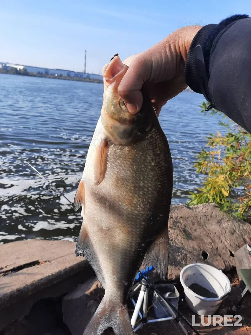 Bream — Dnepr, Oct 19, 2023, 8:34 AM