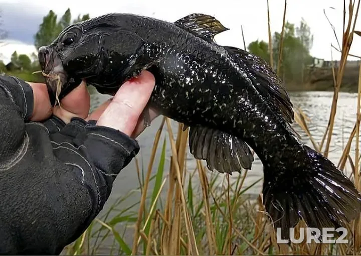 Crucian carp — Kholodnyy kanal, May 23, 2023