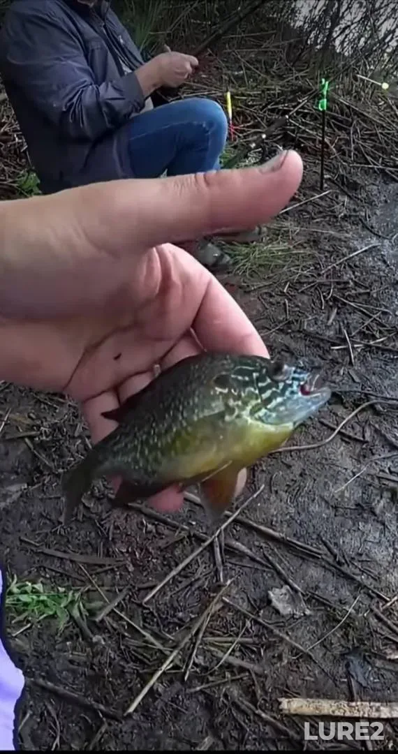 Crucian carp — Don, May 30, 2023