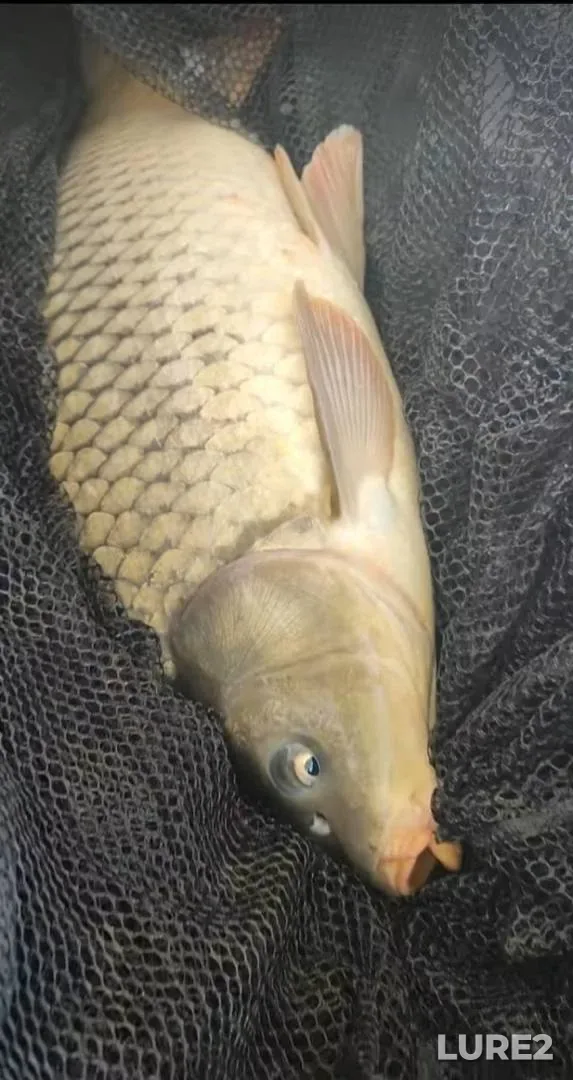 Carp — Krasnoslobodskoye, Apr 11, 2024