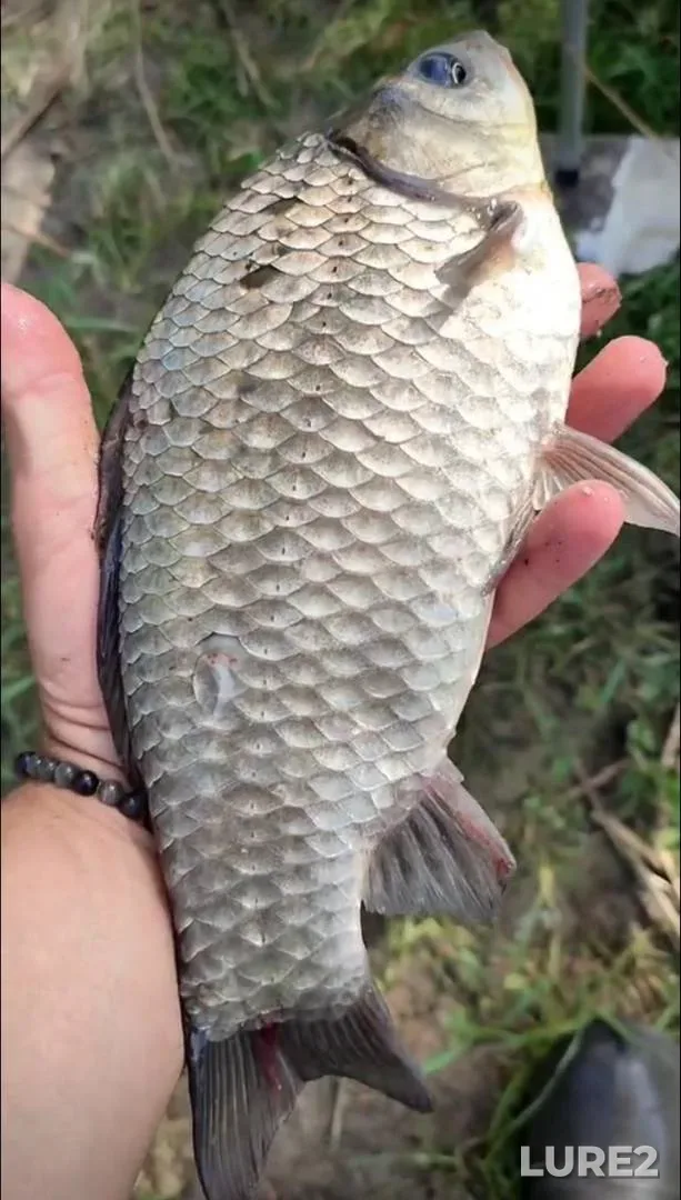 Crucian carp — Sumska oblast, Sep 20, 2025, 1:00 PM