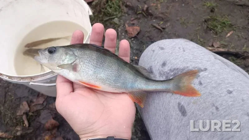 Bream, Roach — Gomelskaya oblast, Zhitkovichskiy rayon, Aug 13, 2024