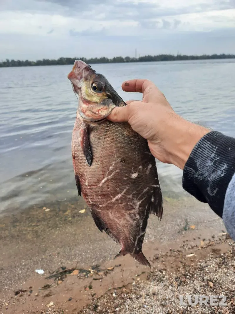 Bream — Dnepr, Sep 20, 2025, 7:03 AM