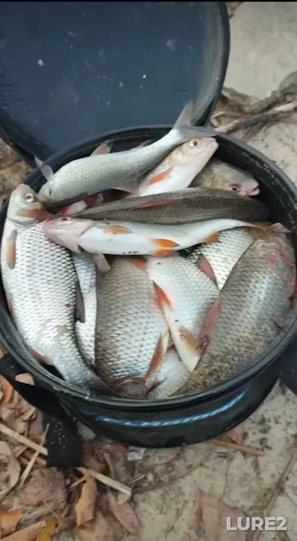 Bream — Zelvyanka, Jul 15, 2024