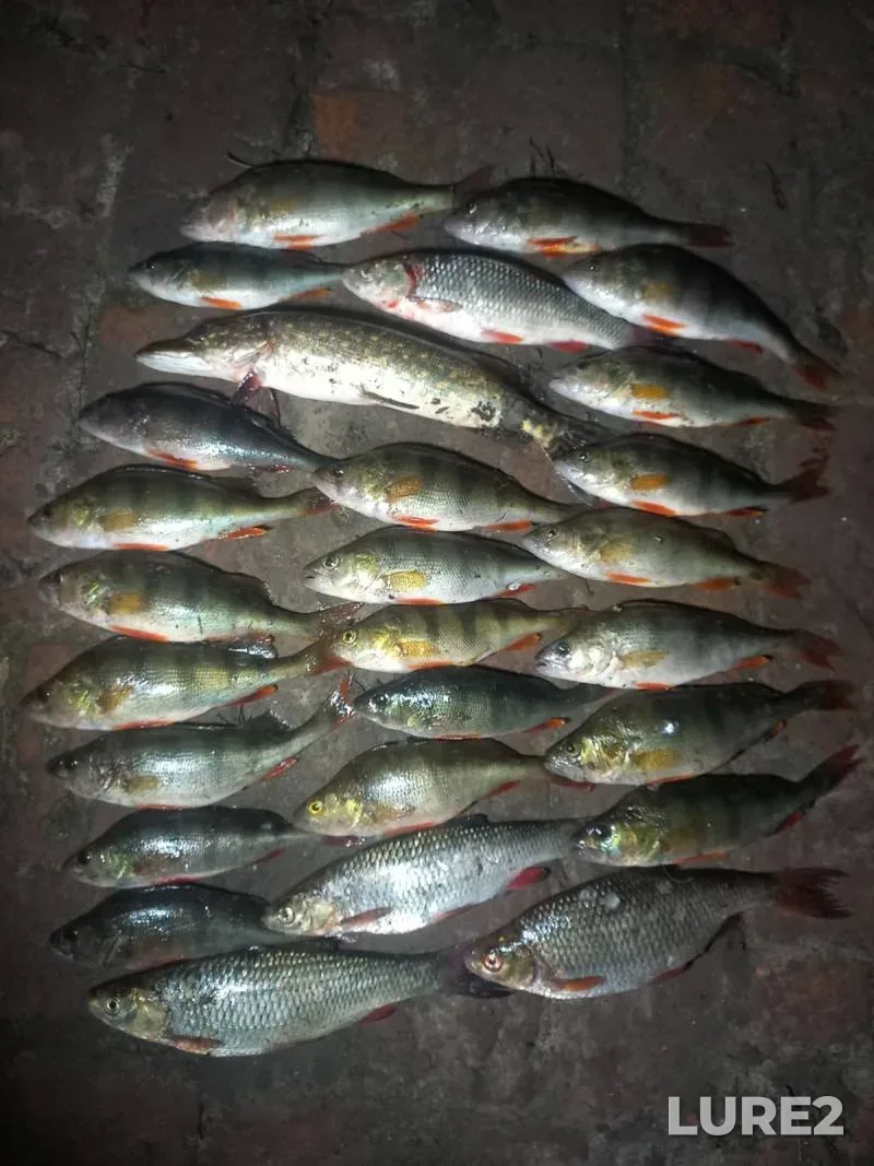 Roach, White bream — Grebnoy kanal, Jul 07, 2024