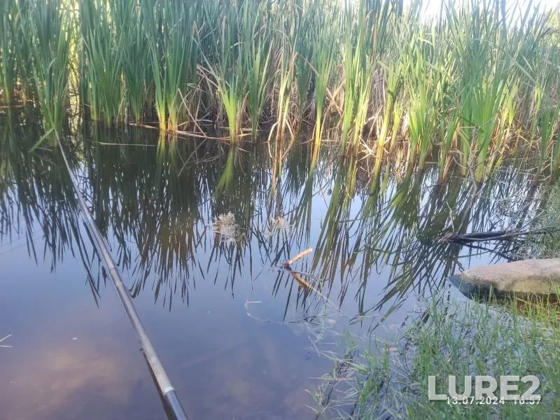 Crucian carp — Brestskaya oblast, Kamenetskiy rayon, Jul 14, 2024