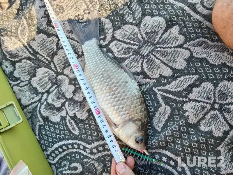 Crucian carp — Dnepr, Aug 27, 2025, 11:00 AM