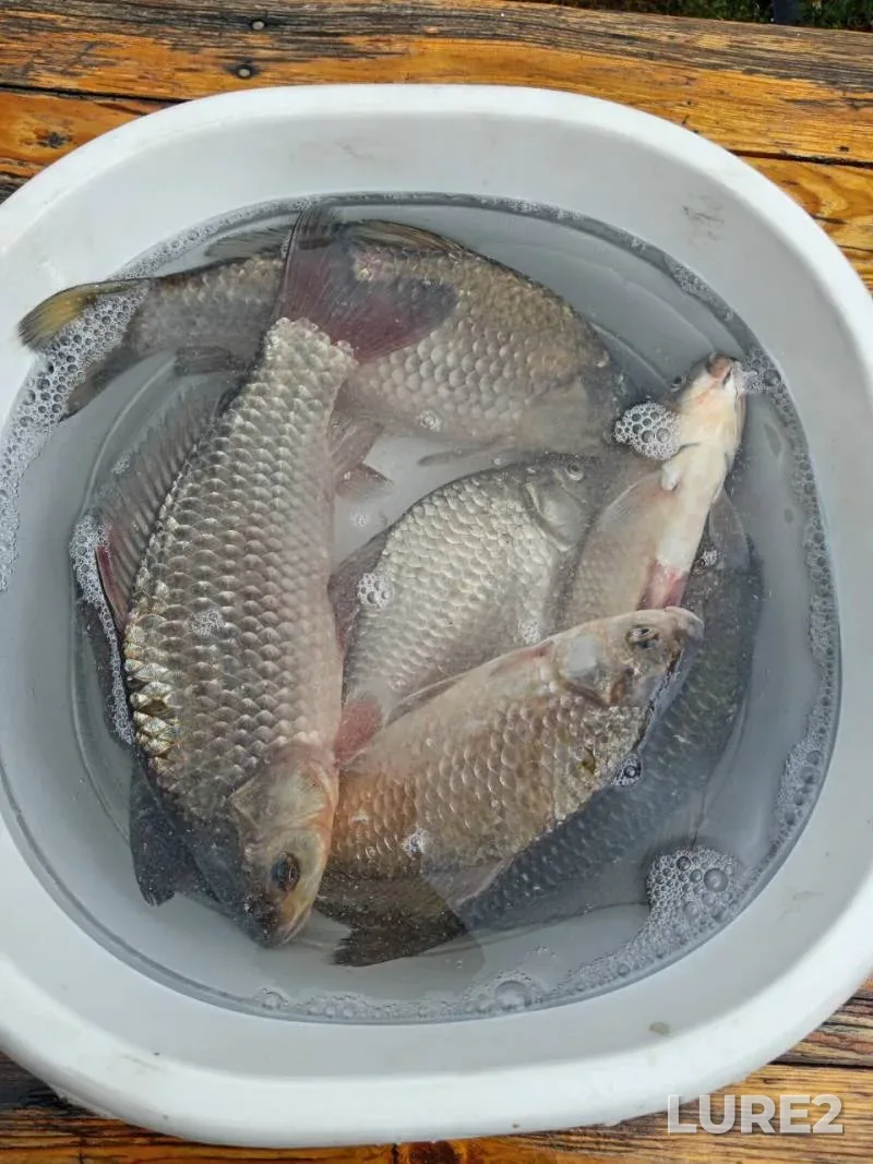 White bream — Beloye, Aug 10, 2024