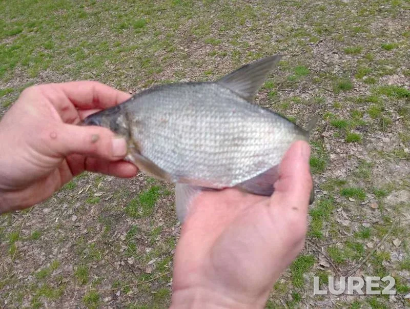Bream — Psyol, Jul 03, 2025, 8:09 AM
