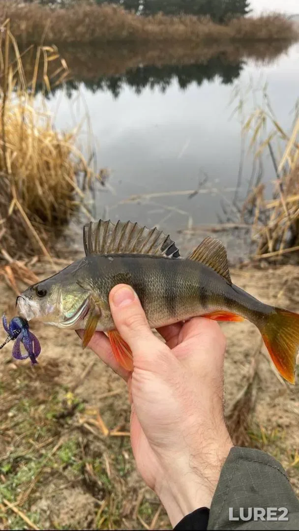 Perch — Kiїvska oblast, Nov 27, 2025, 2:15 PM