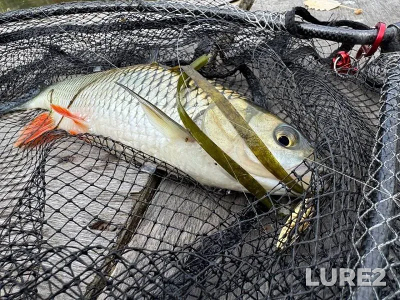 White bream — Yaselda, Aug 06, 2023