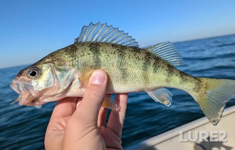 Yellow perch — Lake Erie, Oct 01, 2017, 2:00 PM