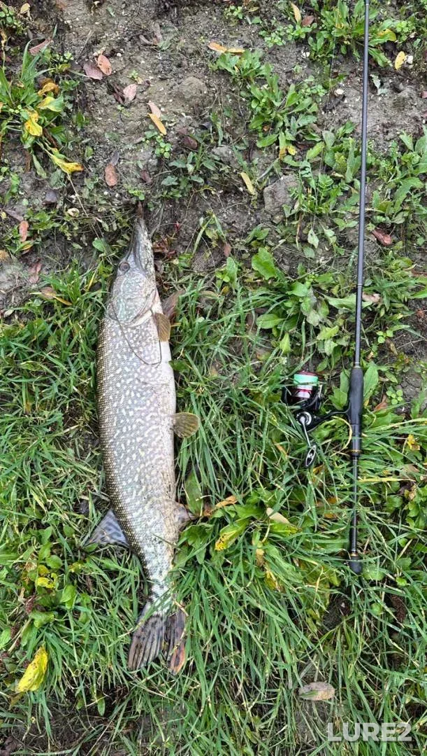 Perch, Pike — Pina, Aug 10, 2023