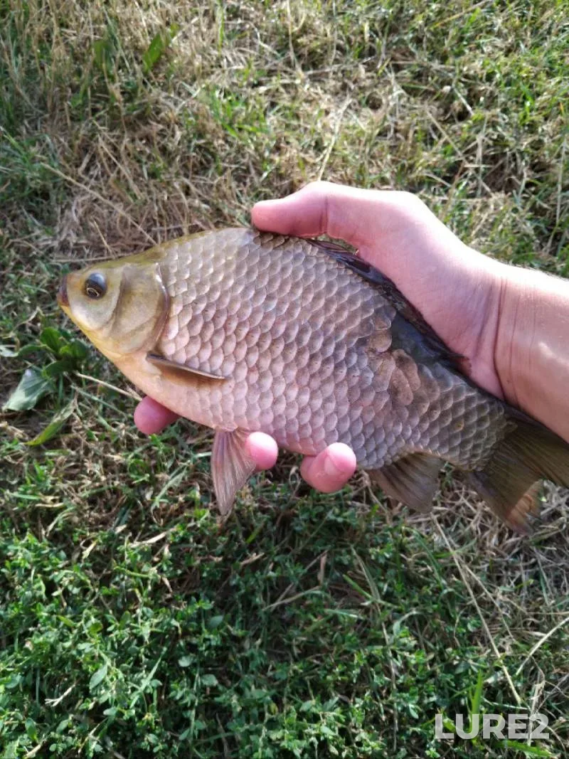 Bream — Pina, Sep 05, 2023