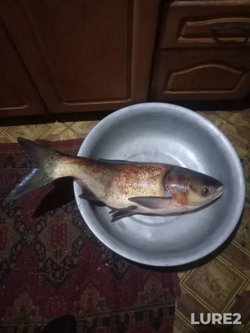 Silver carp — Sumska oblast, Dec 07, 2025