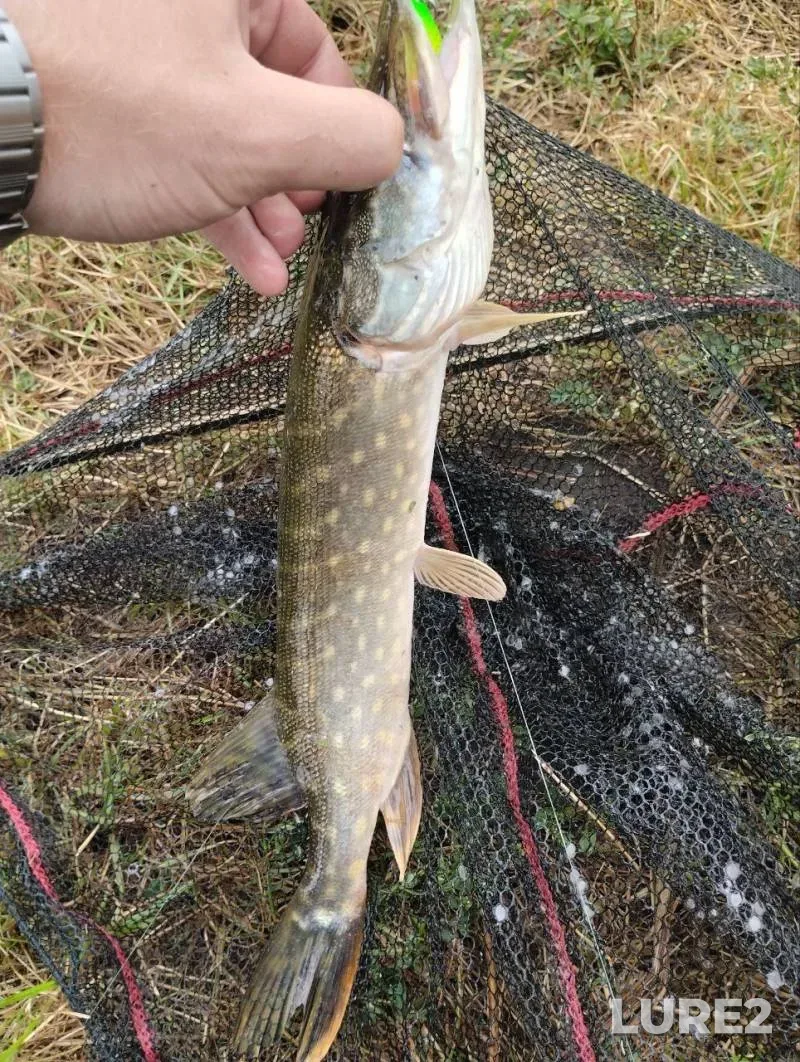 Pike — Sumska oblast, Sep 04, 2025, 9:40 AM